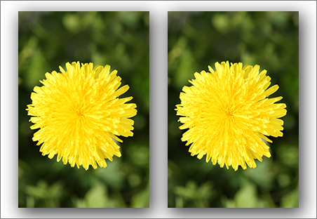 6- fotokursus fotokool fotokoolitused lilled