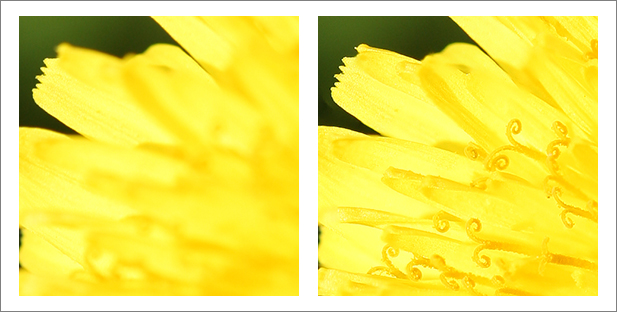 7- fotokursus fotokool fotokoolitused lilled