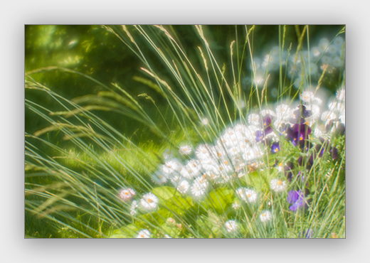 21- fotokursus fotokool fotokoolitused foto kaamera lilled botaanikaaed