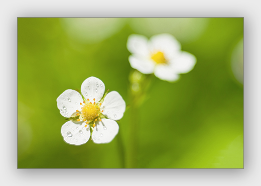 34- fotokursus fotokool fotokoolitused foto kaamera lilled botaanikaaed